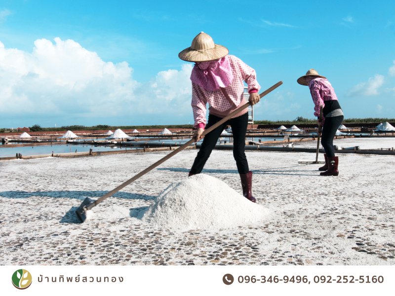 ขี้แดดนาเกลือ ปุ๋ยไทยเพิ่มความหวานให้ผลไม้