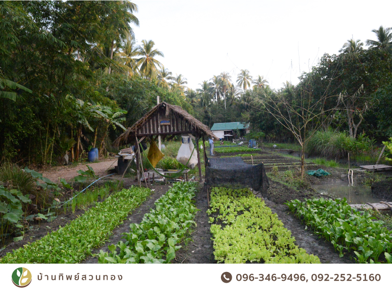 ผักปลอดสารพิษ เพื่อชีวิตที่ปลอดภัย
